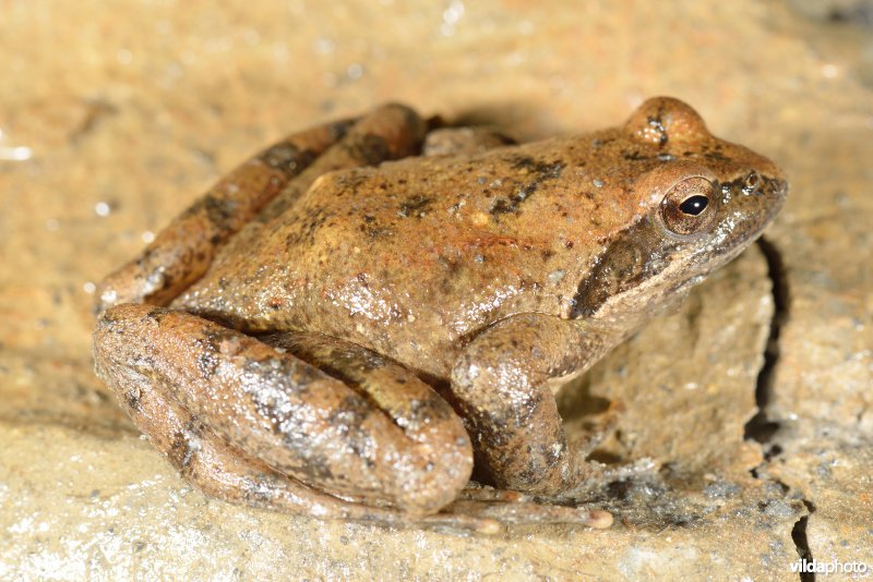Italiaanse beekkikker