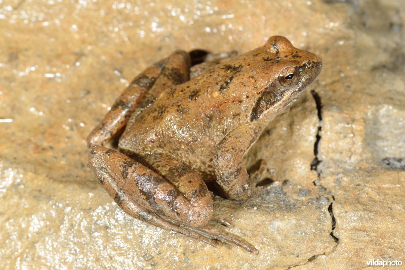 Italiaanse beekkikker