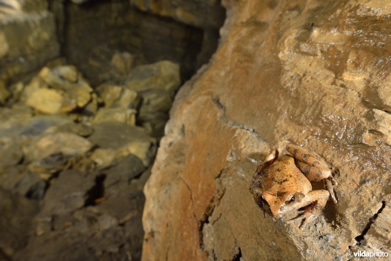 Italiaanse beekkikker