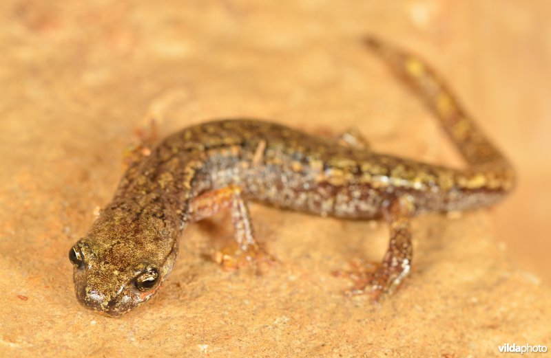 Ligurische grottensalamander