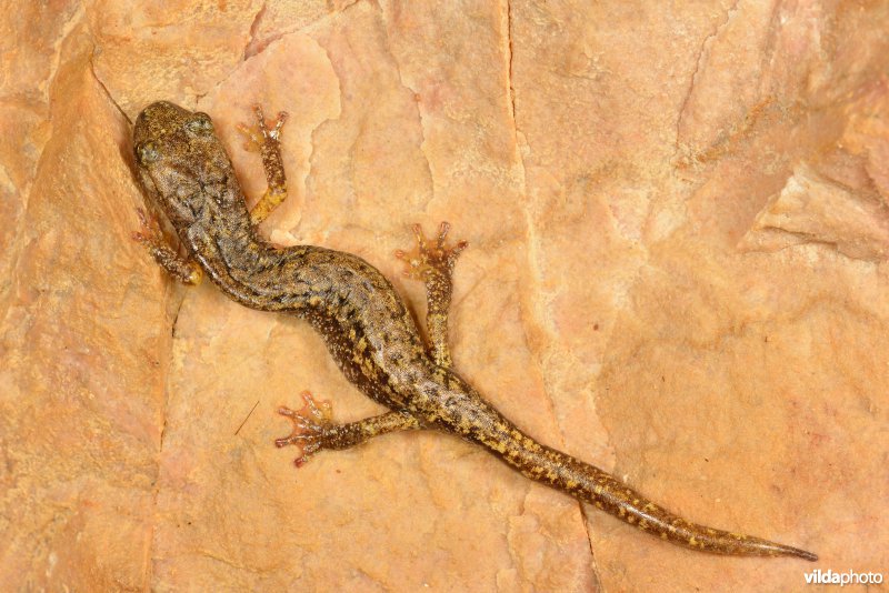 Ligurische grottensalamander