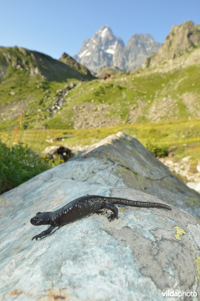 Lanza's alpenlandsalamander