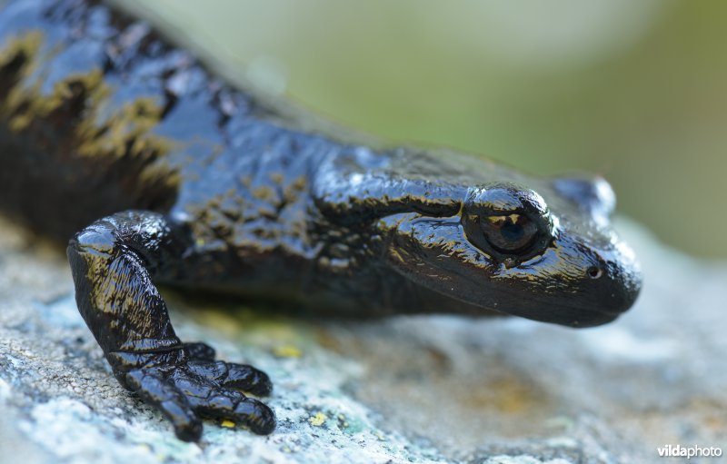 Lanza's alpenlandsalamander