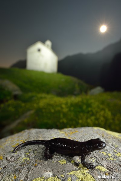 Lanza's alpenlandsalamander bij volle maan