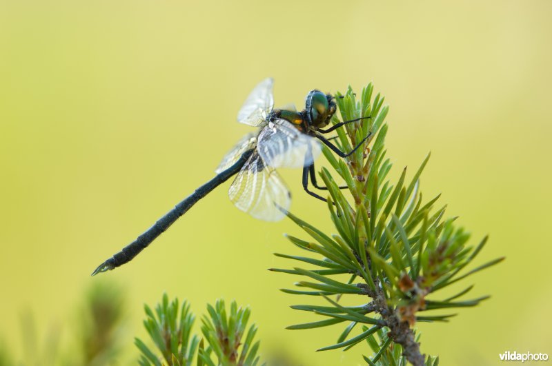 Portret van Hoogveenglanslibel