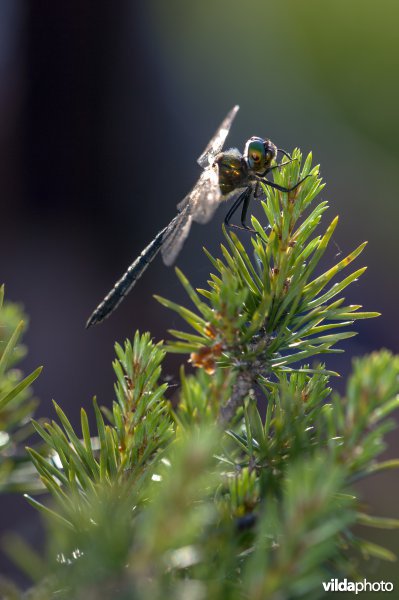 Portret van Hoogveenglanslibel