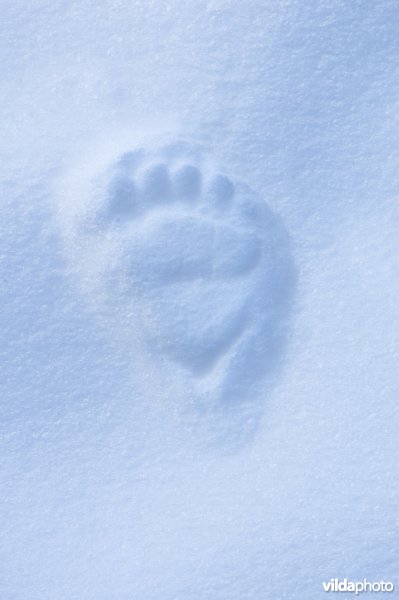 Pootafdruk van Bruine beer in de sneeuw