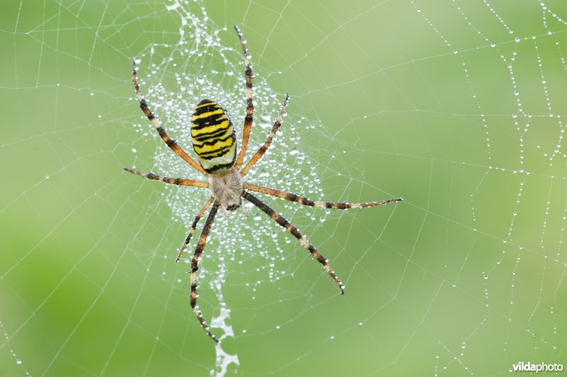 De wespspin (Argiope bruennichi) is een spin uit de familie Araneidae, ook wel echte spinnen genoemd. Andere benamingen zijn wespenspin, tijgerspin of wielwebspin, en de wetenschappelijke naam wordt soms wel eens als Argiope bruennichii gespeld.