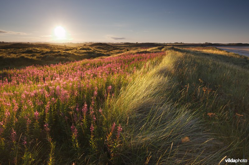 Zonsondergang boven de duinen