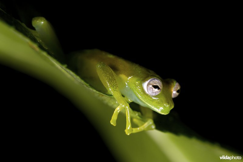 Een glaskikker zittend op een blad