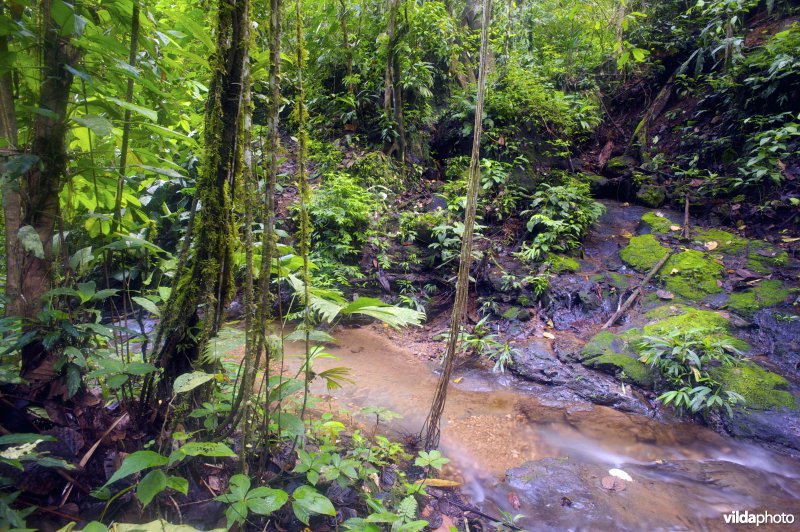 Riviertje in tropisch regenwoud