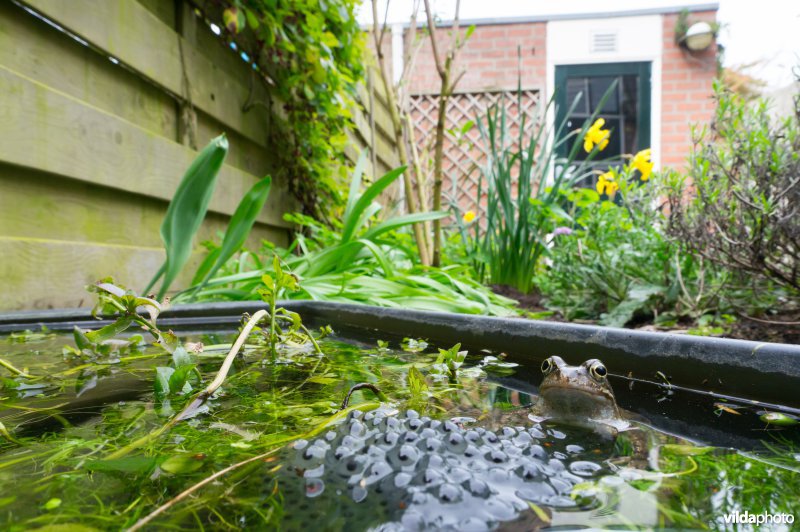 Bruine kikker met kikkerdril in tuinvijvertje