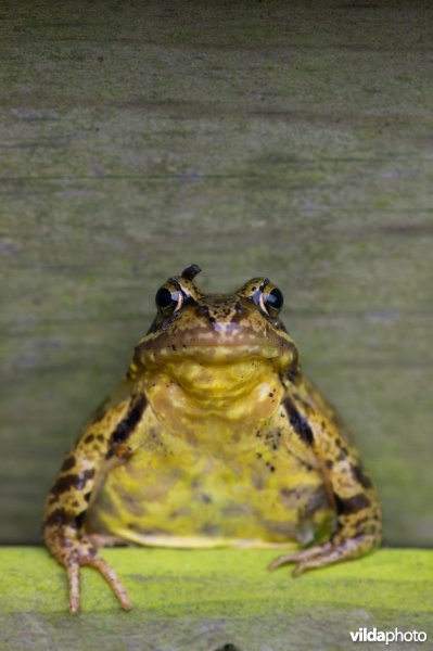 Bruine kikker op houten schutting