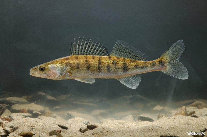 Snoekbaars