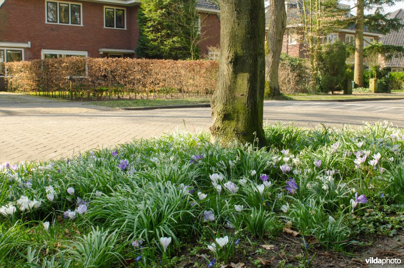 Bonte krokus in villawijk