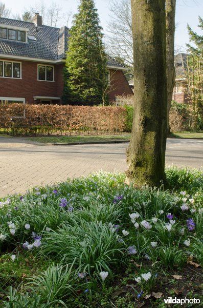 Bonte krokus in villawijk