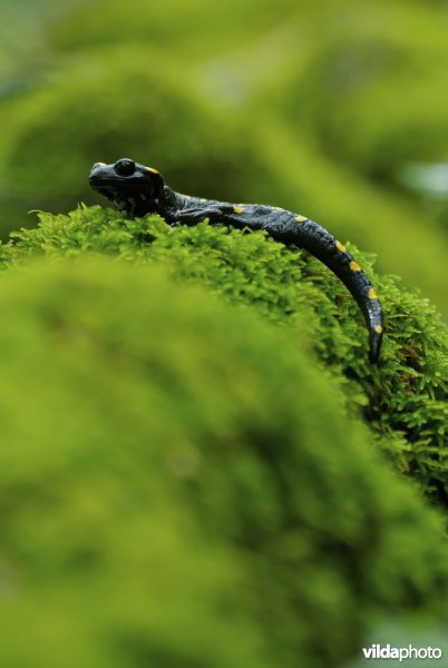 Corsicaanse vuursalamander