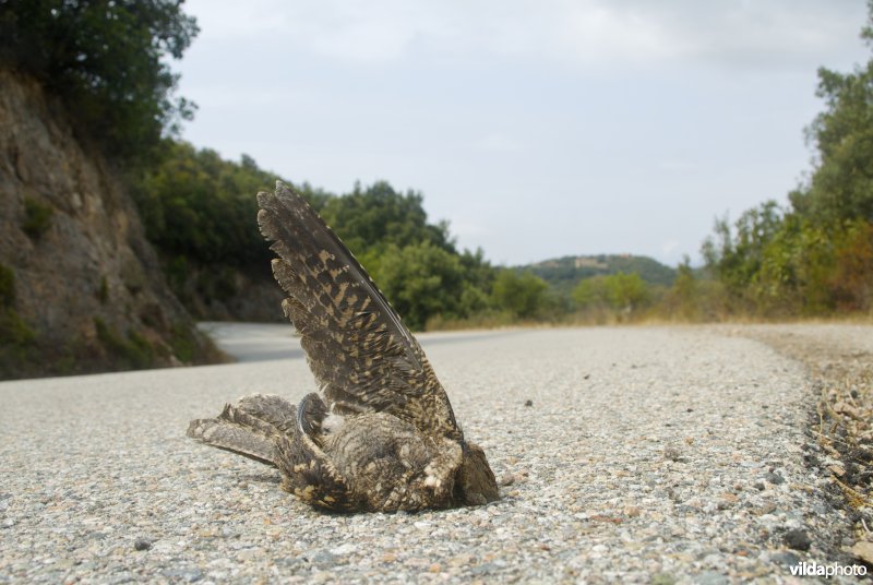 Nachtzwaluw als verkeersslachtoffer