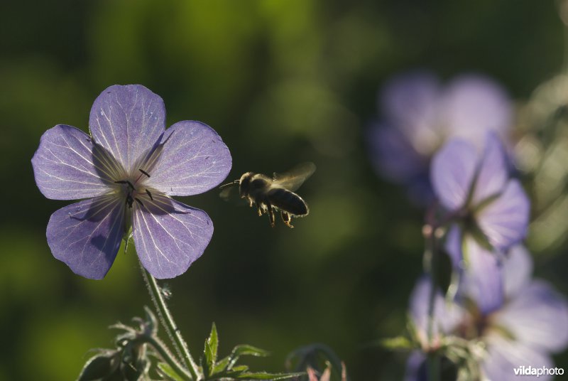 Een bij vliegt naar een bloem