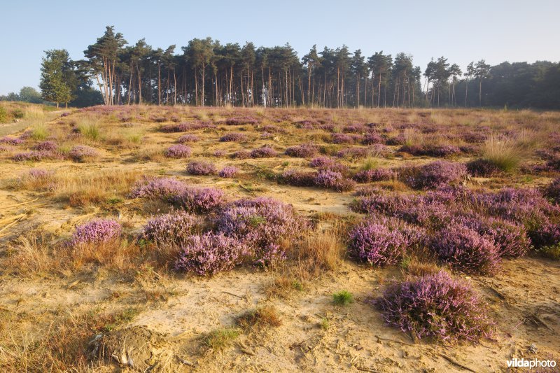 Natuurontwikkeling