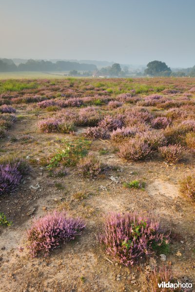 Natuurontwikkeling