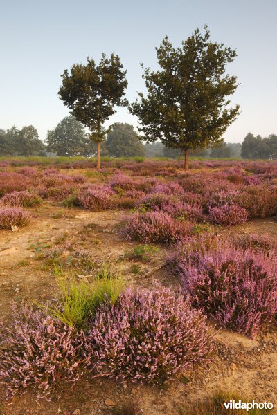 Natuurontwikkeling