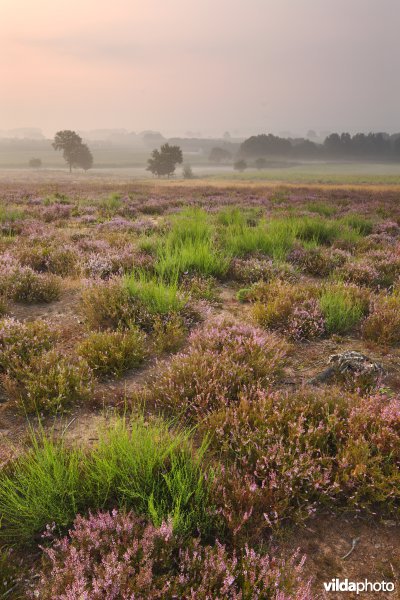 Natuurontwikkeling