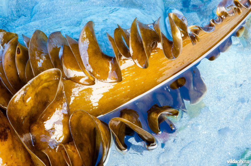 Kelp zeewier bij zeer laag water voor de Ierse westkust