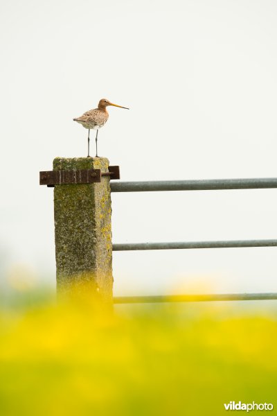 Grutto op weidepaal