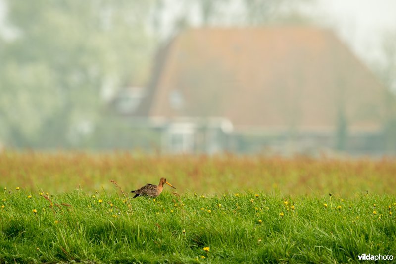 Grutto in bloemrijke weide