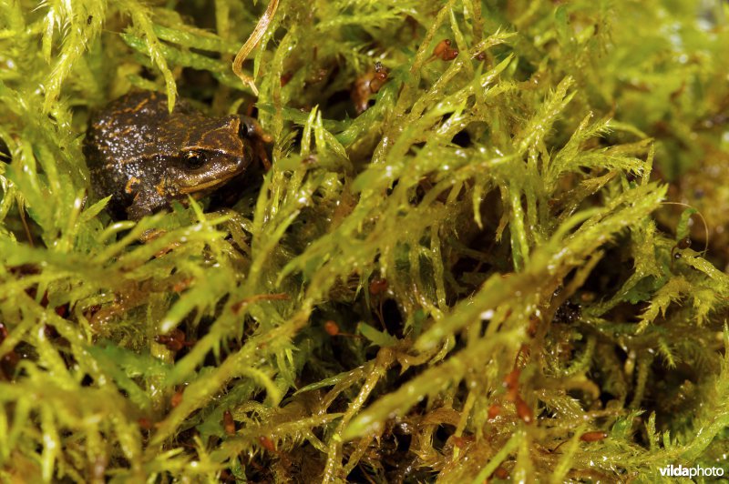 Psychrophrynella illimani