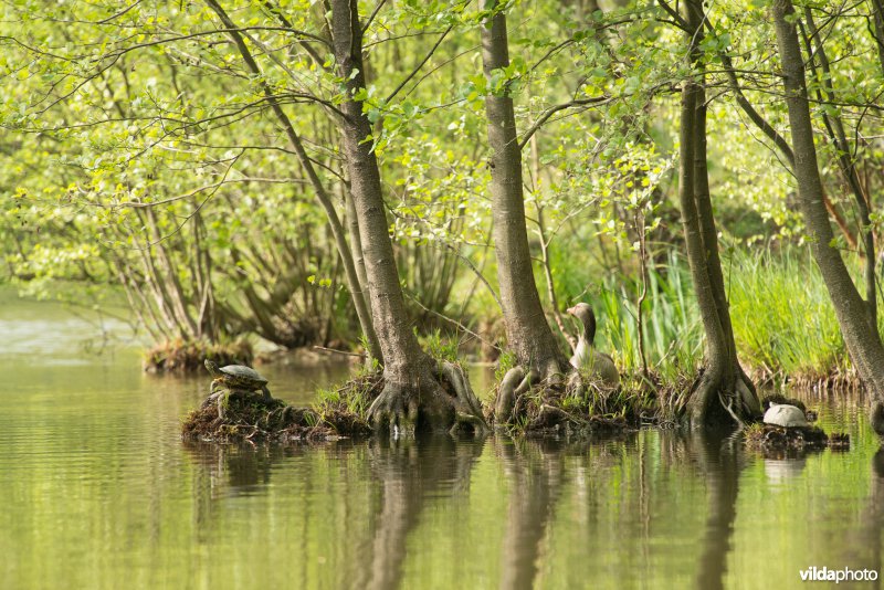 Roodwangschildpad en Grauwe ganzen