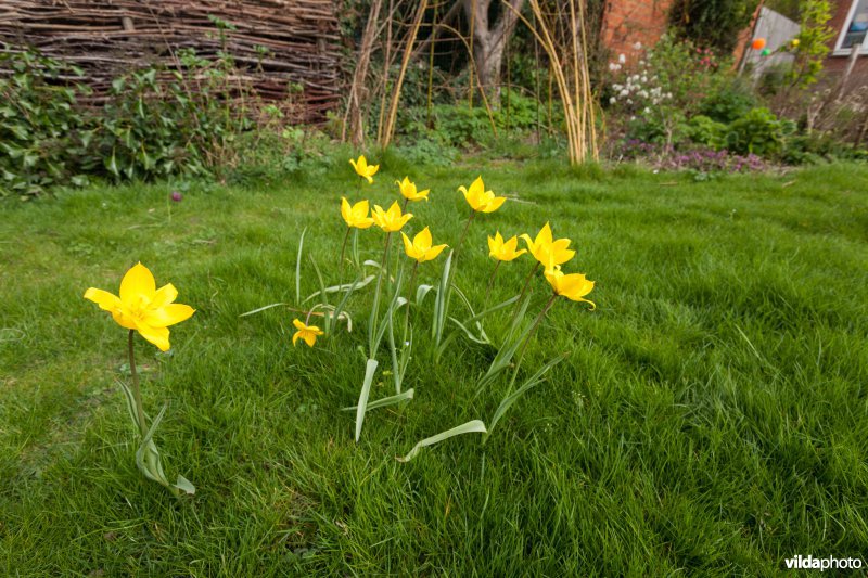 Bostulpen in een tuin