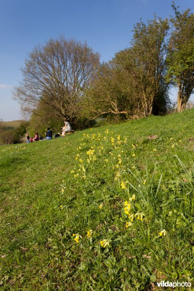 Wandelaars in een natuurgebied