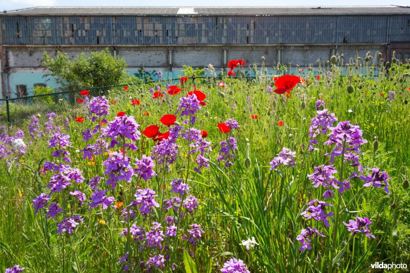 Tijdelijk buurtparkje