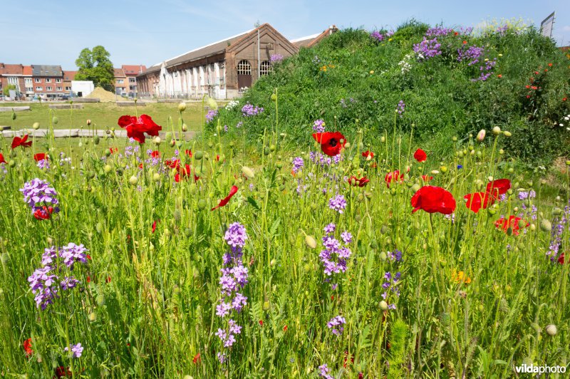 Tijdelijk buurtparkje