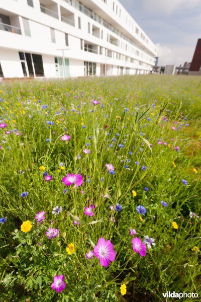 Tijdelijke natuur in de stad