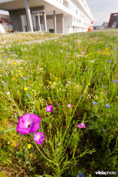 Tijdelijke natuur in de stad