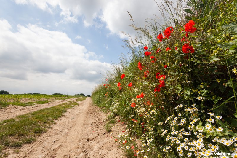 Klaprozen langs een veldweg