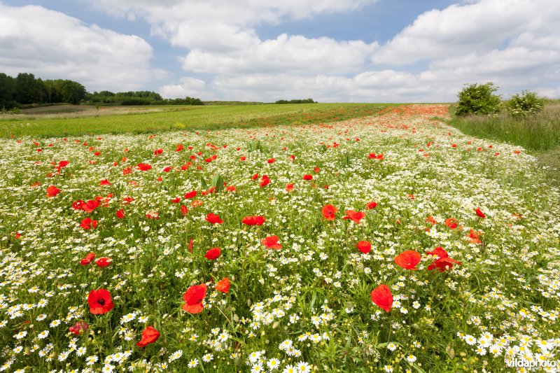 Klaprozen in een bloemrijke akkerrand