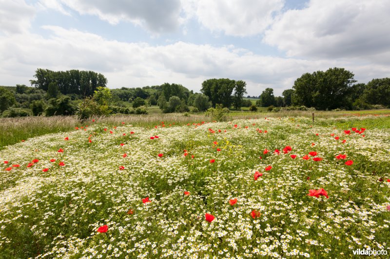 Klaprozen in een bloemrijke akkerrand