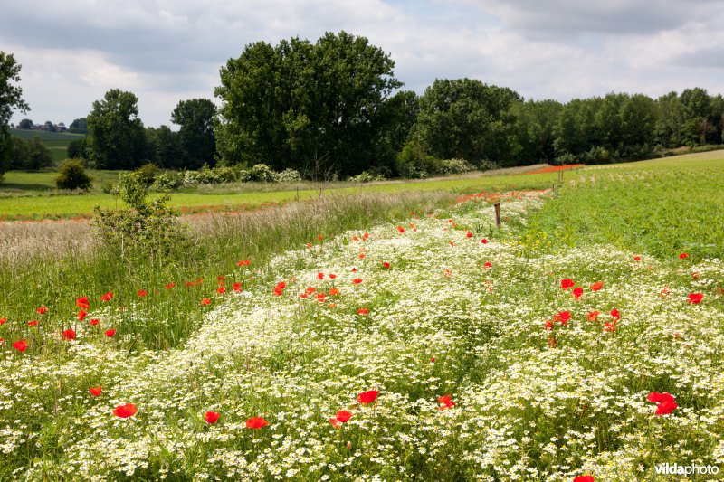 Klaprozen in een bloemrijke akkerrand