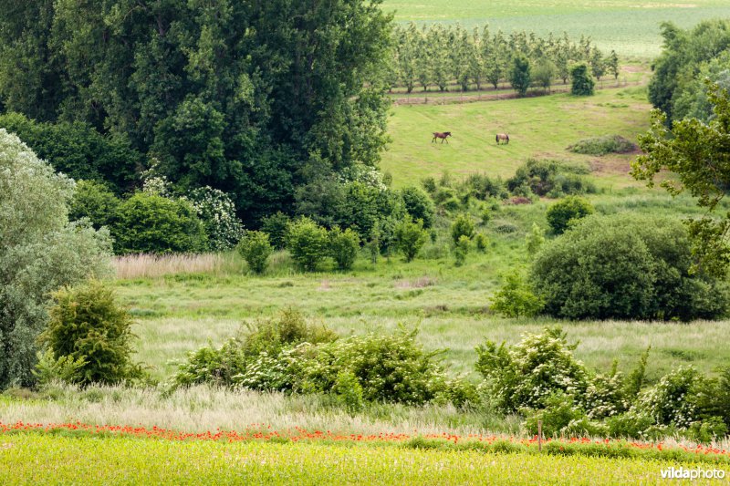 Zicht op de vallei van de Menebeek