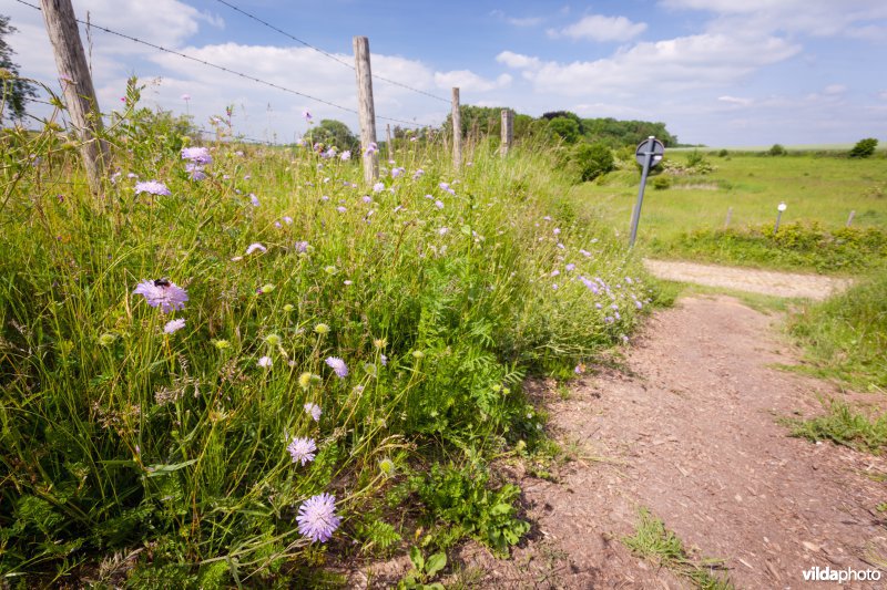 Beemdkroon naast een wandelpad