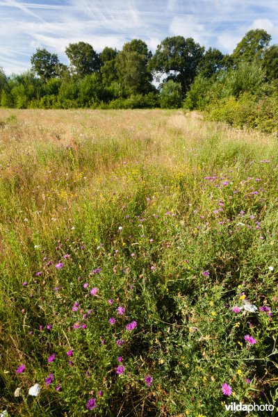 Knoopkruid in een bloemrijk akkertje