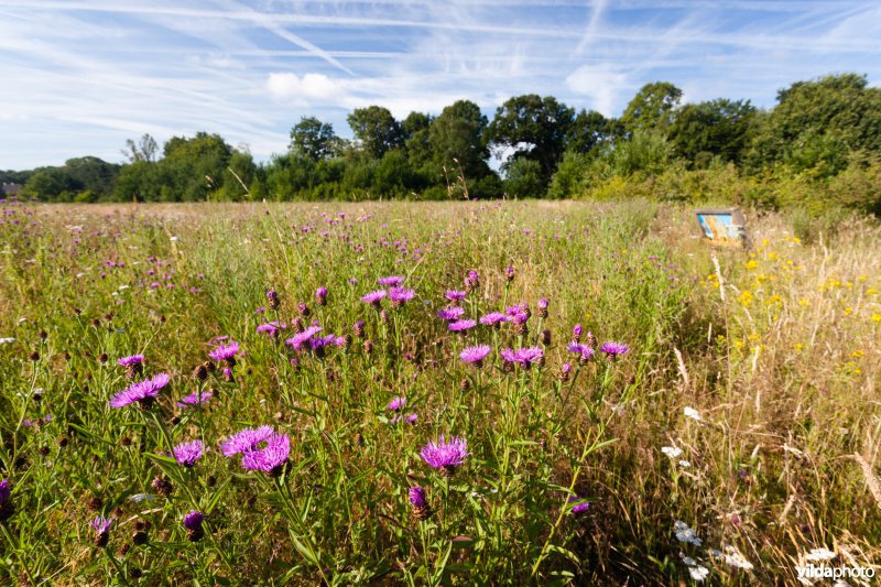 Knoopkruid in een bloemrijk akkertje