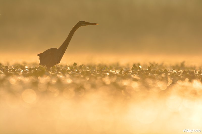 Purperreiger in ochtendlicht