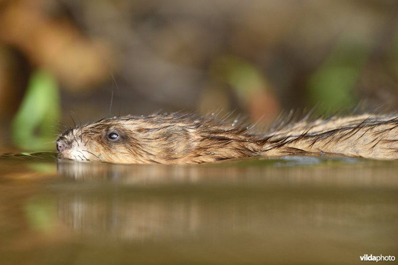 Zwemmende Muskusrat