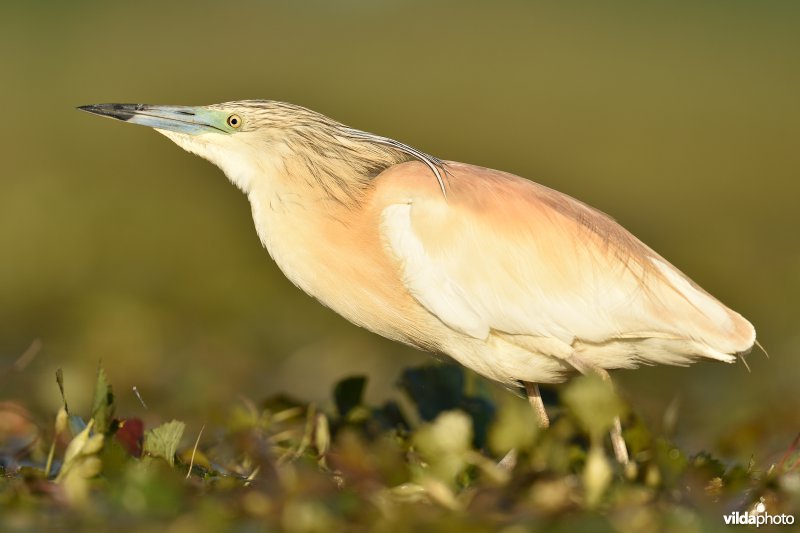 Ralreiger