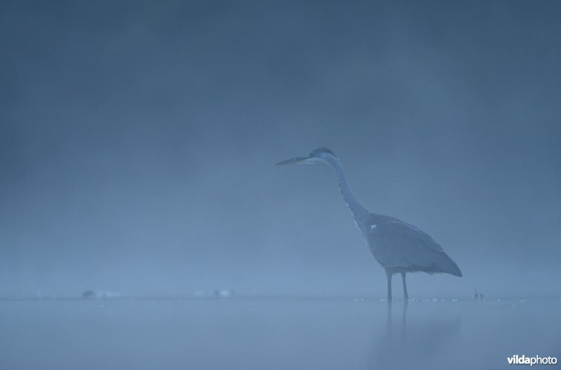 Blauwe reiger in ochtendnevel